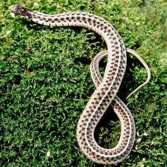 snake,animalia,chordata,reptilia,Squamata,Varanoidea,Serpentes