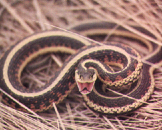 snake11 Checkered Garter Snake